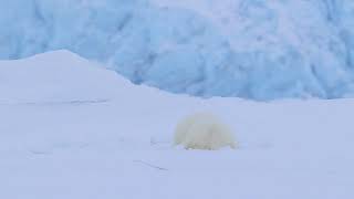 Juvenile female Polar bear Ursus maritimus hunting for seals at breathing holes Svalbard [upl. by Naret]