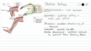 Monosynaptic Reflex [upl. by Tama]