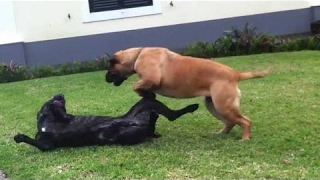 American Bandogge vs Bullmastiff  Dog Videos Mr Fenley [upl. by Zsa Zsa]