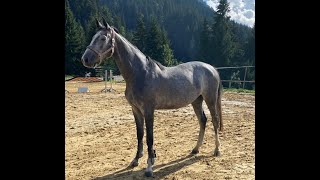 Fabrice 74 CHAMAN x CAP CANAVERAL  2019 mare [upl. by Kcirederf293]