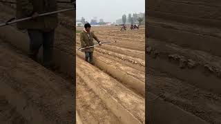 Farmland irrigation hose laying process [upl. by Ermentrude]