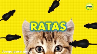 Video para Gatos Ratones [upl. by Vickey804]