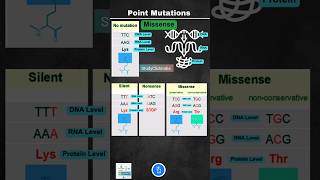 Point Mutations Silent Nonsense and Missense Mutation can also be Beneficial Yes or No [upl. by Post]