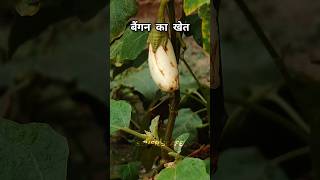 brinjal plant growing  brinjal plantation at home  How To Grow Brinjal Plant at Terrace Gardening [upl. by Dosia]