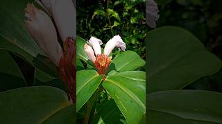 costus herbal flower costus costusherbal nainowalene nainowalenedance insulinflower trending [upl. by Ycam419]