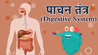 डायजेस्टिव सिस्टम  पाचन तंत्र  Digestive System In Hindi  DrBinocs Show  Best Videos For Kids [upl. by Body]