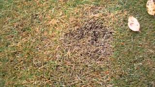 fall armyworms zoysia [upl. by Aimit]