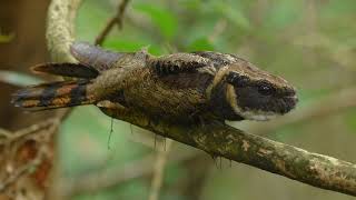 Great Eared Nightjar [upl. by Akinar139]