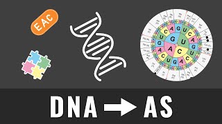 DNA in Aminosäuren übersetzen  Wie kommt man von der DNA zur Aminosäure  Erklärung und Beispiel [upl. by Nahta]