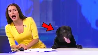 Best Animals News Bloopers [upl. by Babcock]