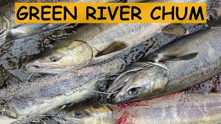 Completely SLAYING Chum Salmon on the Green River [upl. by Suixela]