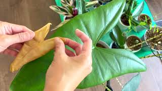 Alocasia Zebrina Cutting off Dead Leaf [upl. by Aihsekyw]