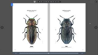 Buprestidae World [upl. by Haelak]