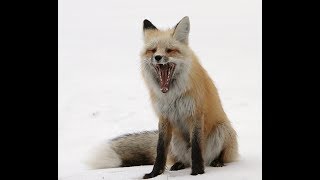 Red Fox Scream [upl. by Naryt]