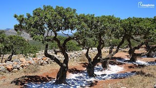 Μαστιχόδενδρο Σχίνος  Mastic Tree [upl. by Yt]