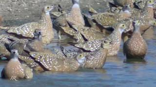 Sandgrouse coming to drink [upl. by Bogart692]