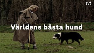 Världens bästa hund [upl. by Llohcin]