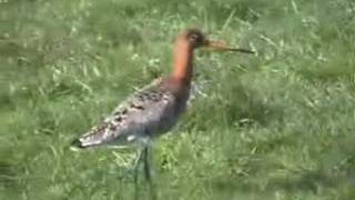 Limosa limosa [upl. by Puff]