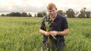 Sakura® preemergent herbicide at work in Balldale NSW [upl. by Essirehs]