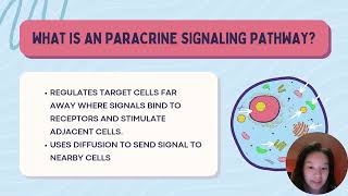 14 Paracrine Signaling Pathway [upl. by Elleahcim]