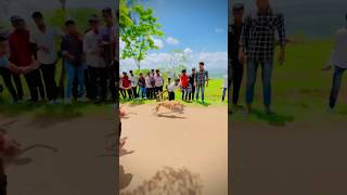 Greyhound races UK  Dog Race  Dog race Kolhapur [upl. by Kendricks]