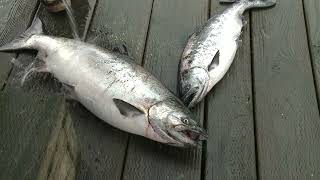 King Salmon Trolling Closure Impact  Young Family [upl. by Idalla]