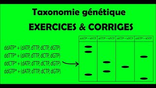 Microbiologie  Taxonomie génétique  Séquençage nucléotidique EXERCICES [upl. by Euqinue]