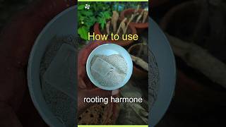 How to use rooting hormone powder for plant cutting grow  plantinfo [upl. by Nyliuqcaj881]