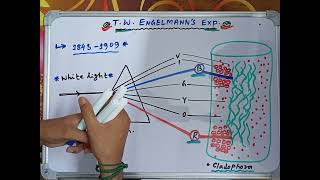 T W Engelmanns Experiments on Photosynthesis  Most peaceful idea for NEET [upl. by Nyssa882]