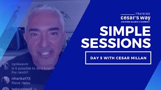 What Training Cesars Way Means To Cesar Millan [upl. by Gautea]