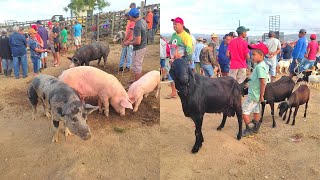 FEIRA DE BODE E PORCO DE JOÃO ALFREDO  PE 31102022 [upl. by Miharbi]