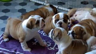 English Bulldog Puppies  7 weeks old  Axel x Amelia babies [upl. by Hoehne139]