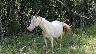 Galiceño Horses and Donkeys [upl. by Lyret]