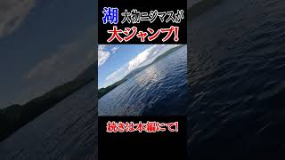 【大物ニジマス】湖で大ジャンプ！続きは本編にて！＃湖＃ニジマス＃釣り＃北海道アウトドア ルアー [upl. by Neiman245]