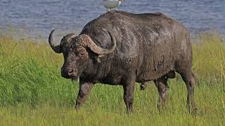 Sound Effects  Cape Buffalo amp American Bison [upl. by Atsiuqal]