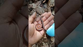 Finding big millipedes and eggs millipede millipedes egg [upl. by Patience]