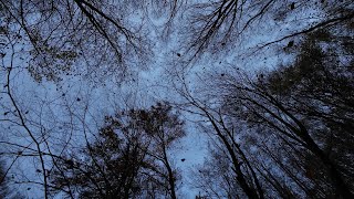 Falling leaves in a beech Fagus sylvatica forest 4K [upl. by Nirac]