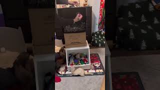 DIY Ferret Christmas Pictures ferrets petphotography cuteanimals [upl. by Nnylanna444]