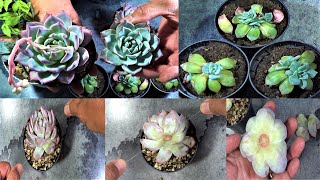 HOW TO Propagate Succulents by Beheading or Head Chopping  Echeveria Blue Bird [upl. by Ojoj]