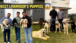 Import Champion Labrador Puppiesamp Dogs in India😱 [upl. by Ametaf]