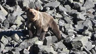 AVISTAMIENTO DE OSO PARDO CANTABRICO 3 osos de cuatro vistos Ursus arctos [upl. by Gnouhc103]