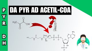 Decarbossilazione ossidativa del piruvato [upl. by Gent]