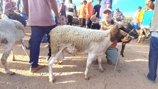 A FEIRA DE CAPRINOS E OVINOS DE FOLHA MIÚDA CARNEIRO DORPER 03112024 nordeste [upl. by Nuahc]