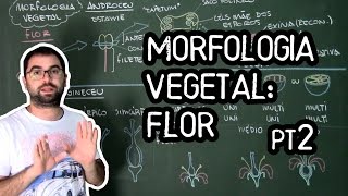 Organologia da Flor Morfologia pt2  Aula 19 Botânica Prof Guilherme [upl. by Doralynn]