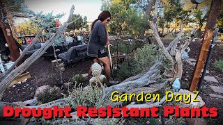 Drought Resistance Plants In My High Desert Garden amp Fall Fertilizing [upl. by Hisbe]