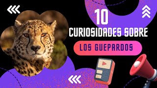 ¡10 ASOMBROSAS CURIOSIDADES SOBRE LOS GUEPARDOS🐆🐆 [upl. by Maletta]