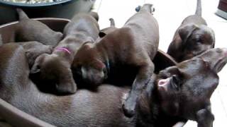 chiots labrador chocolat  lab puppies [upl. by Ilrahs485]