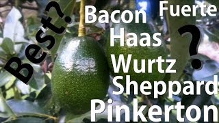 Which Avocado Tree is Best Bacon  Fuerte  Haas  Pinkerton  Sheppard  Wurtz [upl. by Kennith]