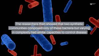 A simplified synthetic bacterial community improves plant resistance to disease [upl. by Halona858]