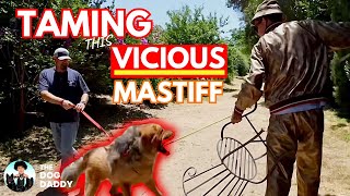 Training My Biggest Challenge Yet  200 lb Tibetan Mastiff Part 1 The Dog Daddy [upl. by Cost]